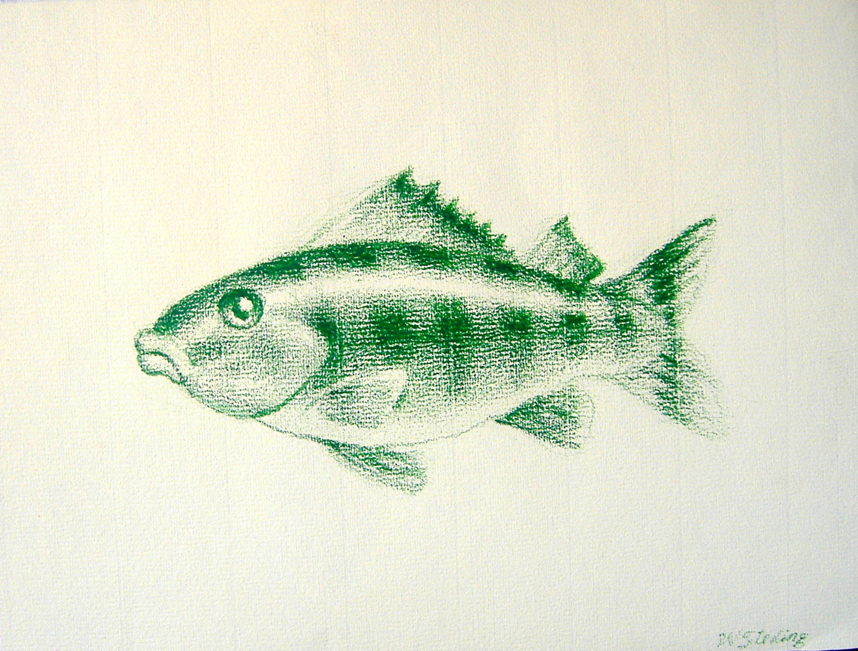 Green Crayon Fish