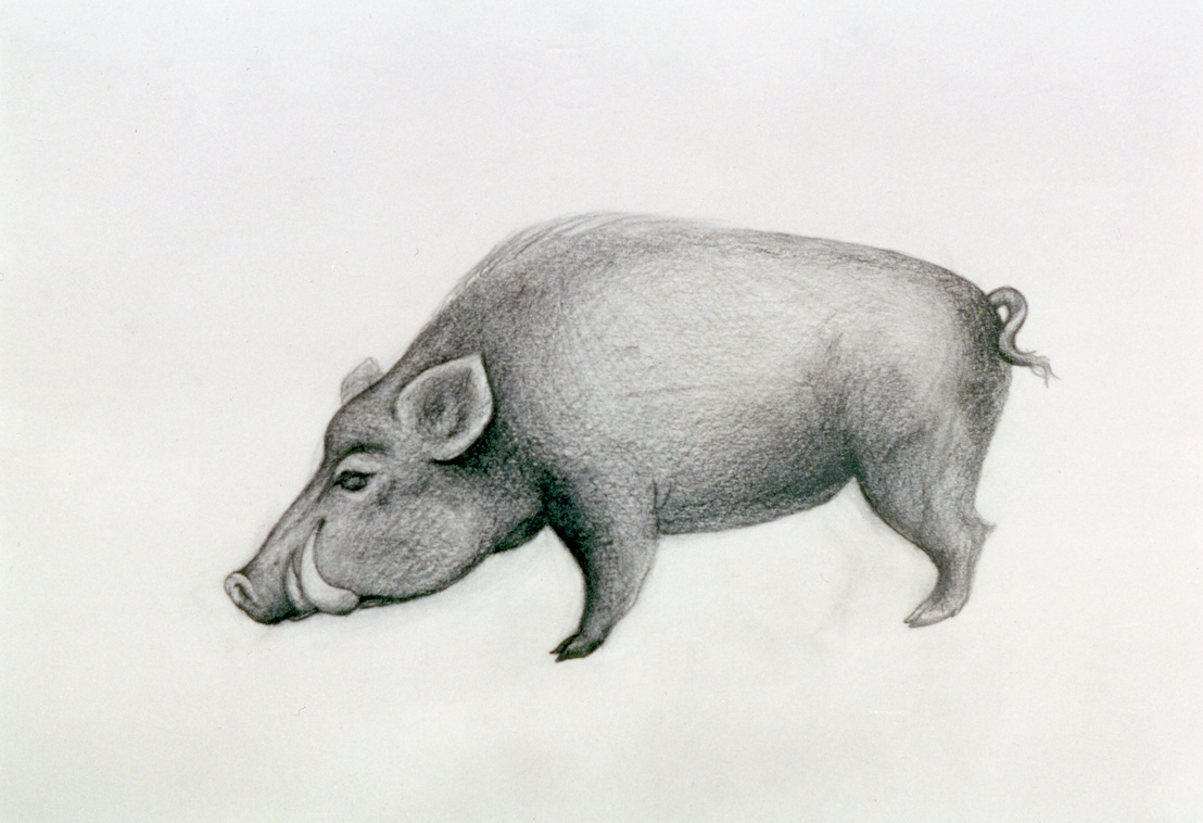 Wild Boar