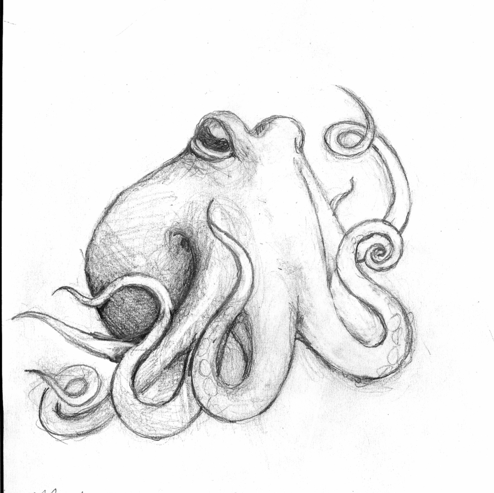 Octopus Study